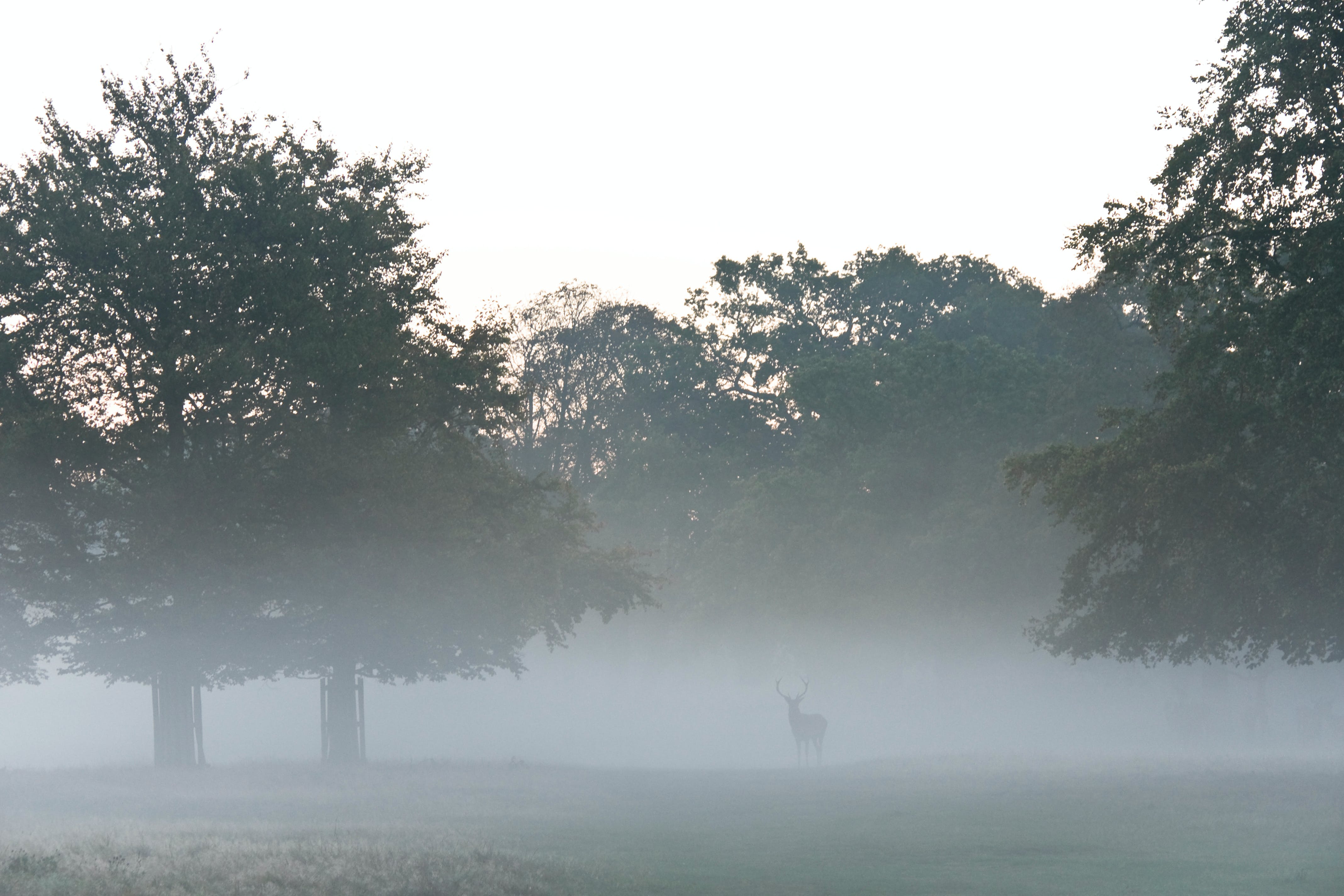 golf course with deer in mist